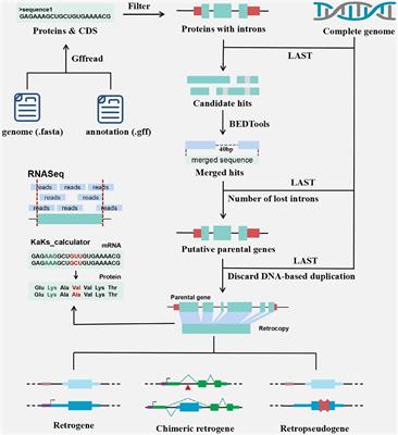 RetroScan: An Easy-to-Use Pipeline for Retrocopy Annotation and Visualization